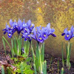Iris Reticulata Harmony (x20)